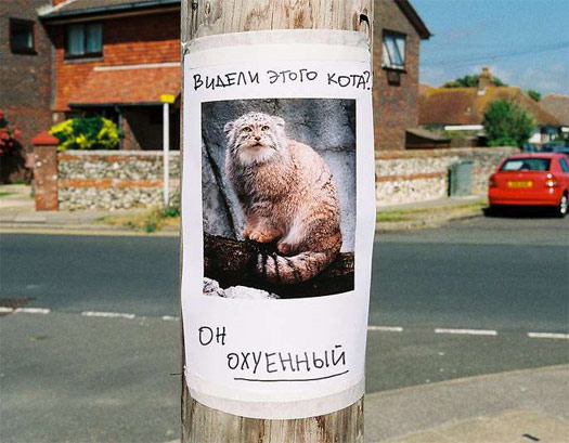 Видели этого кота?