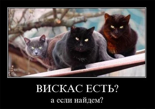Вискас есть? А если найдем?